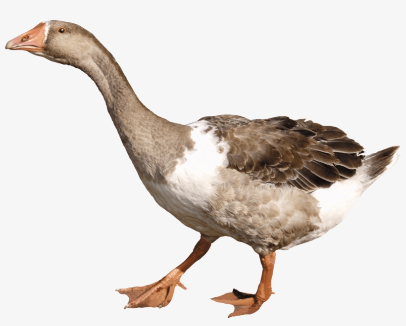 Download - Goose Png, transparent png #1154050