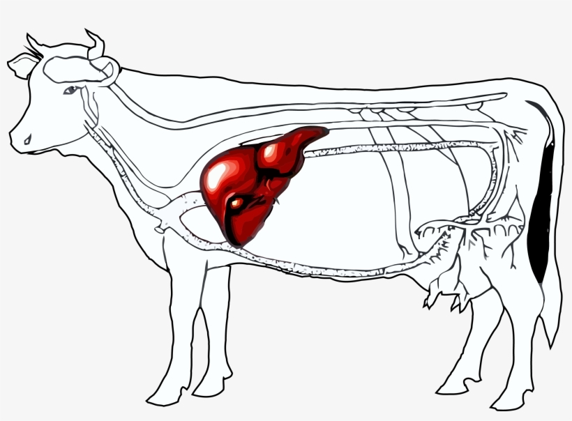 Cattle And Onions Horse Livestock Transprent - Cow Liver, transparent png #1154091