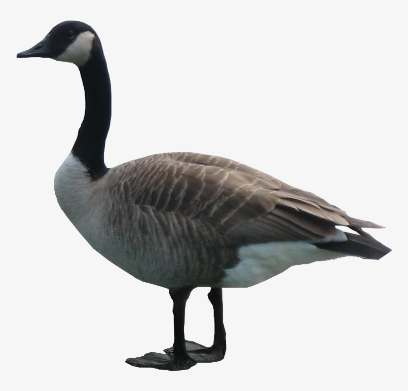 Goose Png, transparent png #1154204