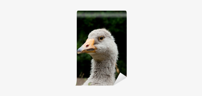 Domestic Goose, transparent png #1154461