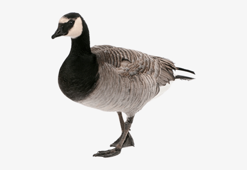 Free Png Goose Png Images Transparent - Goose Png, transparent png #1154512