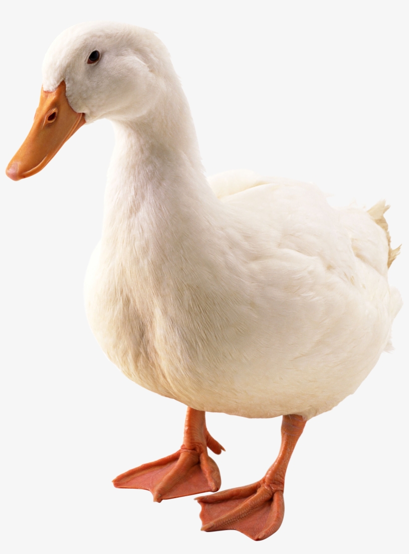 Pato Png, transparent png #1155006