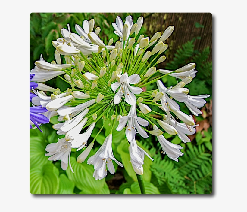 Agapanthus Starburst White - Agapanthus, transparent png #1155237