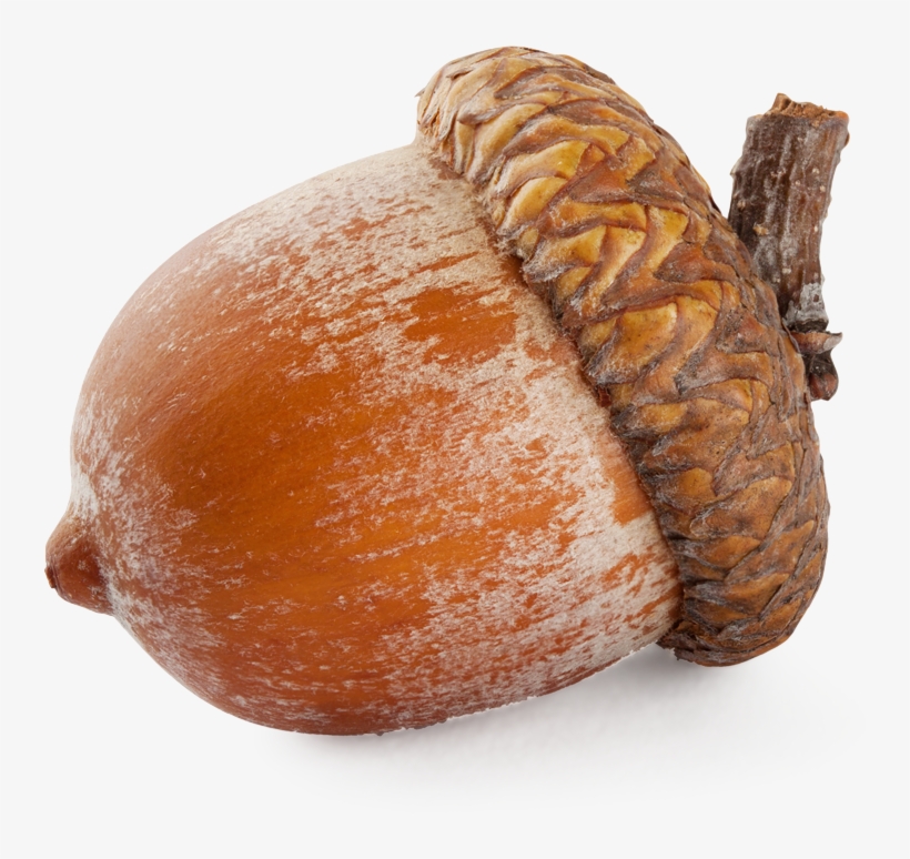 Acorn Png Image - Nut Png, transparent png #1156434