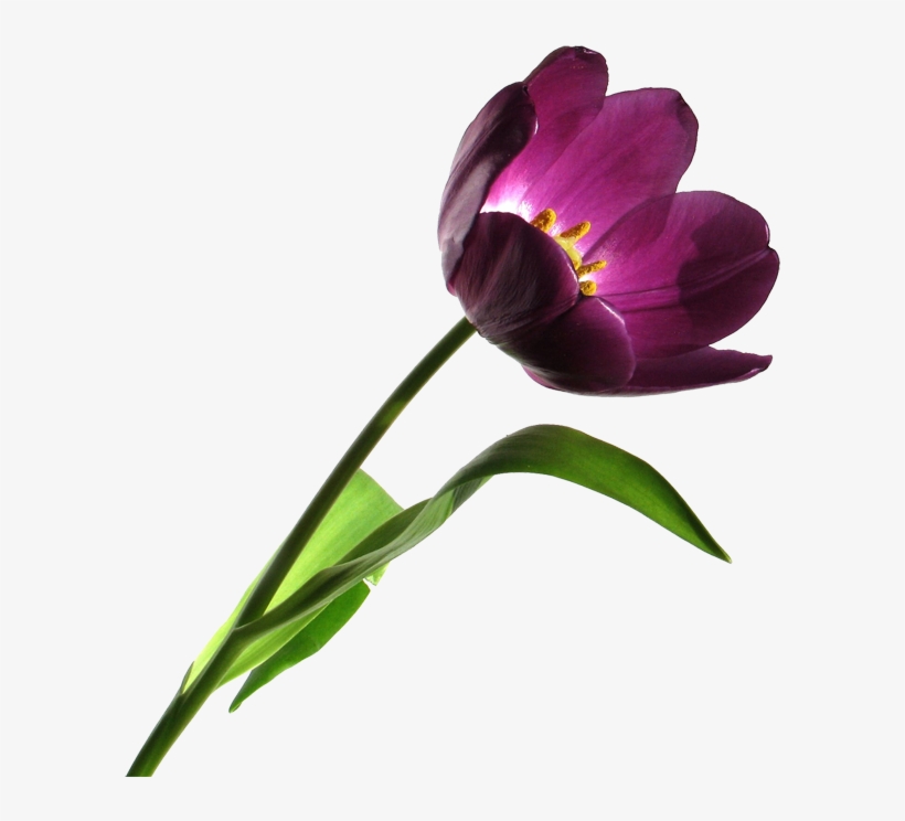 Free High Resolution Clipart Images Free High Resolution - Lily, transparent png #1156743