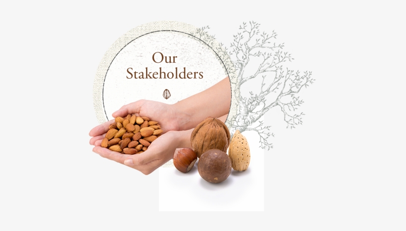 Nut, transparent png #1157538