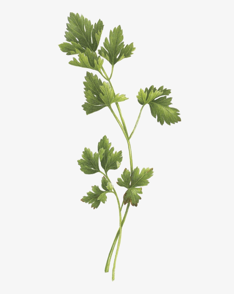 Bouquet Garni, transparent png #1158249