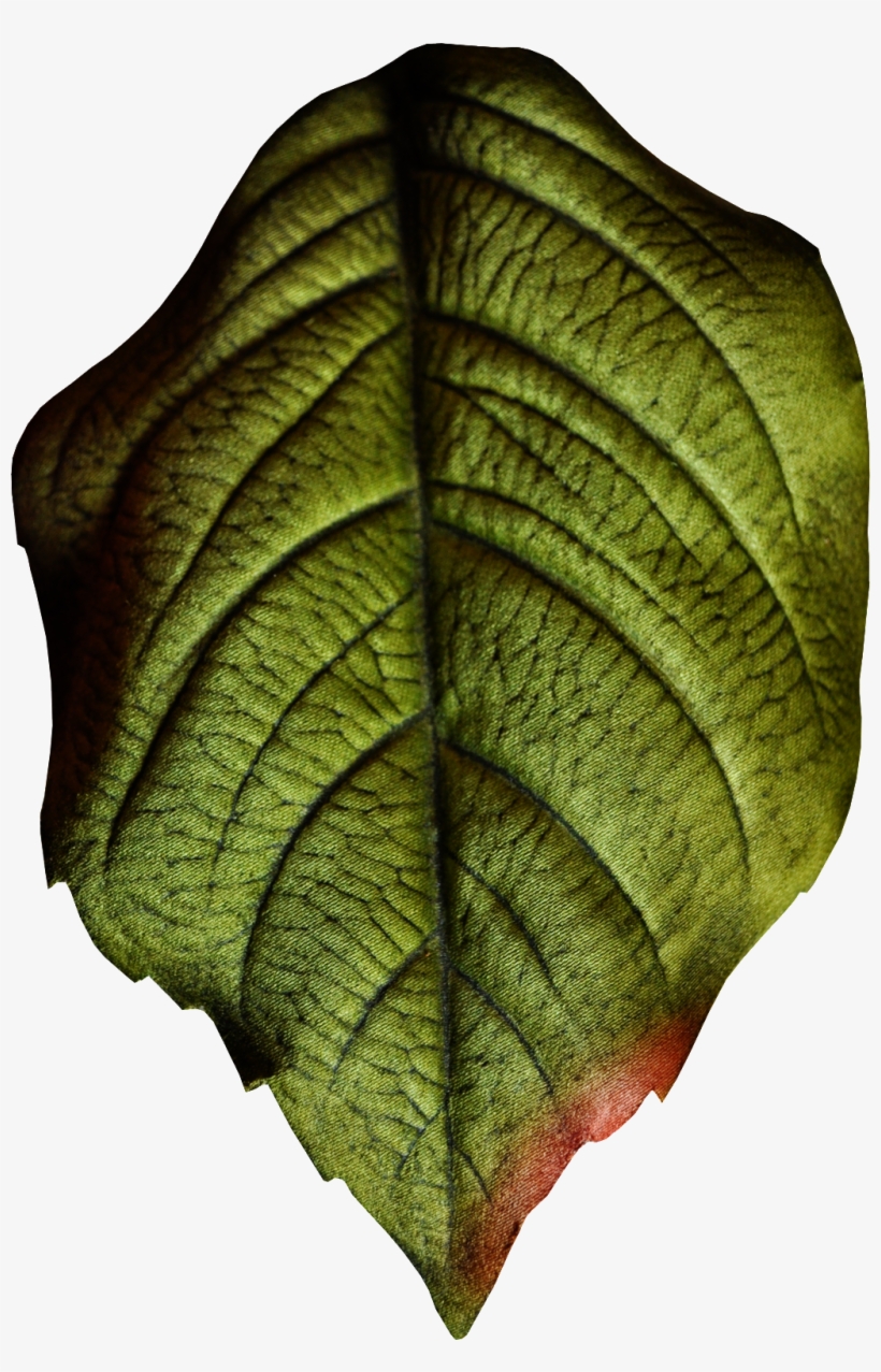 Hand Painted Realistic Texture Leaf Png Transparent - Download, transparent png #1158458