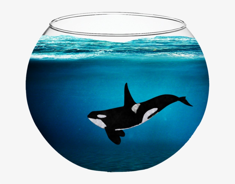 Orca In A Fishbowl By Fabala Thropp-d9bjq3t - Killer Whale In A Fish Bowl, transparent png #1159012