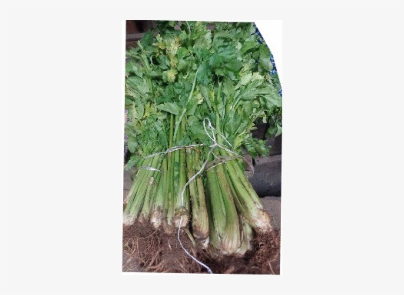 Celery Leaves/portion - Welsh Onion, transparent png #1159080