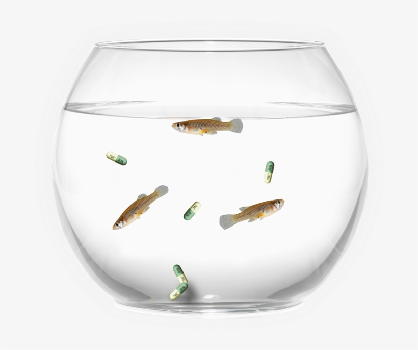 Fish Bowl - Chilled Out Fish, transparent png #1159192