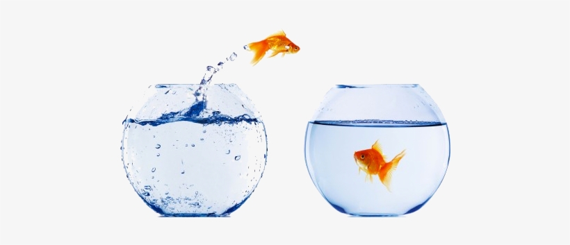 Goldfish In Bowl Png - Crosscall Shark V2 - 64 Mb - Schwarz - Ohne Sim-lock, transparent png #1159217