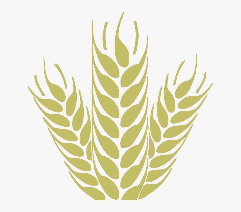 Harvest Corn, Grain, Spica, Wheat, Cereals, Harvest - Wheat Icon Png, transparent png #1159579