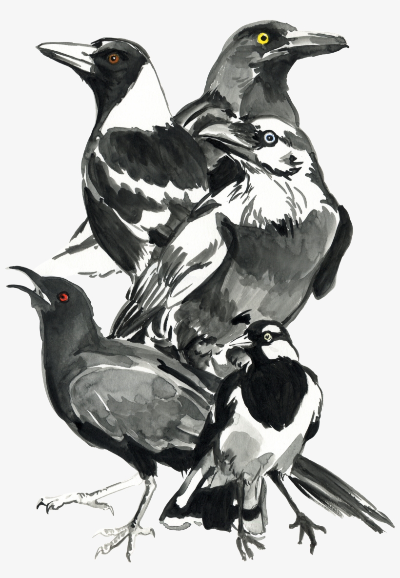 Black And White Birdsnbg, transparent png #1160844