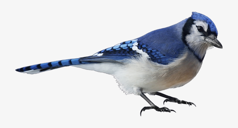 Blue Jay - Blue Jay Png, transparent png #1162391