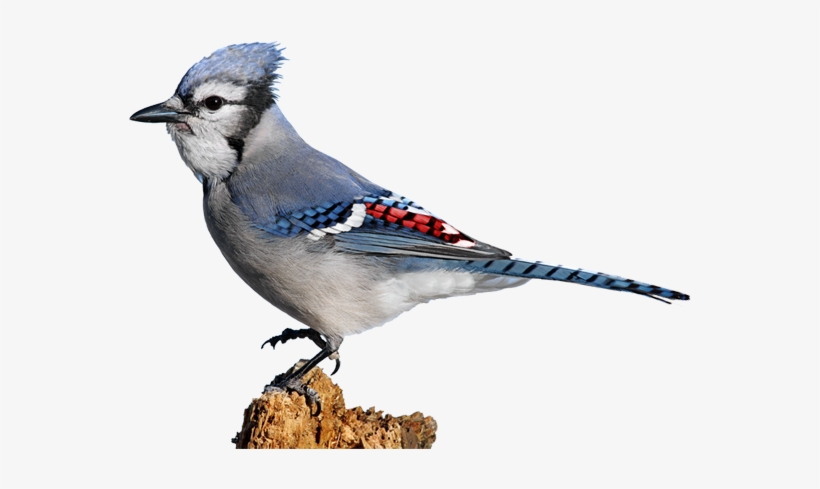 Blue And Red Jay, transparent png #1162441