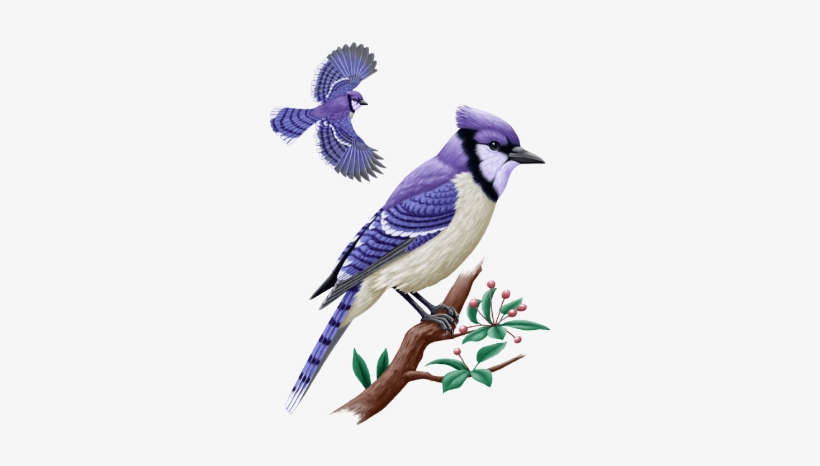 The Blue Jay, Mostly Found In The Continent If North - Blue Jay Birds, transparent png #1162790