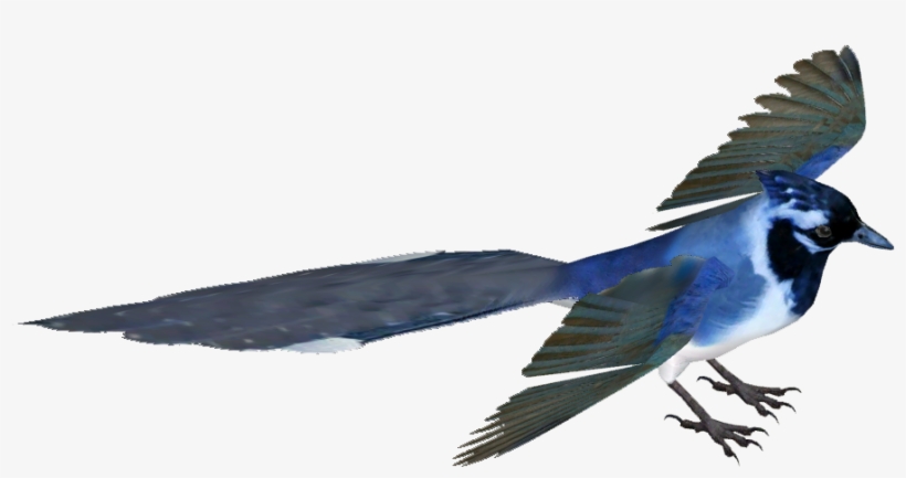 Black Throated Magpie Jay - Black-throated Magpie-jay, transparent png #1162893