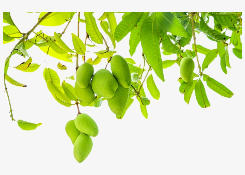 Graphic Royalty Free Library Fruit Leaf Pudding Transprent, transparent png #1162972