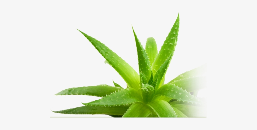 Aloe Vera And Ulcers - Aloe Vera Leaf Png, transparent png #1165998