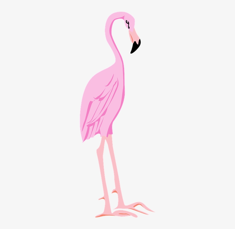 Flamingo Clipart Pink Thing - Flamingos, transparent png #1166061
