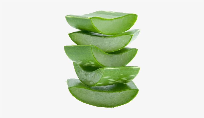 Aloe Vera - Aloe Vera Leaf Png, transparent png #1166325