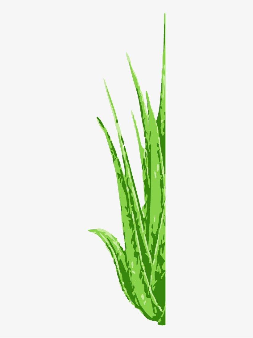 Eng - Swe - Logo Shampoo Aloe Vera, transparent png #1166349
