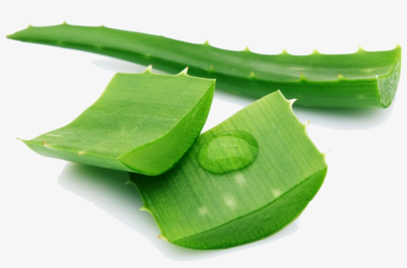 Aloe Png Pic - Aloe Vera In 4" Plastic Pot - Medicine Plant - Burn, transparent png #1166400
