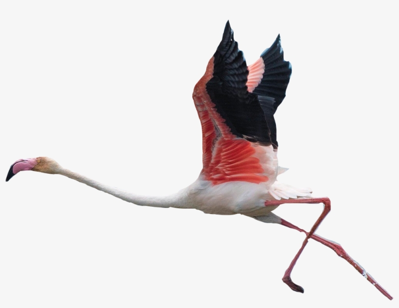 Flamingo Clipart Flying - Transparent Background Flamingos Flying, transparent png #1166405