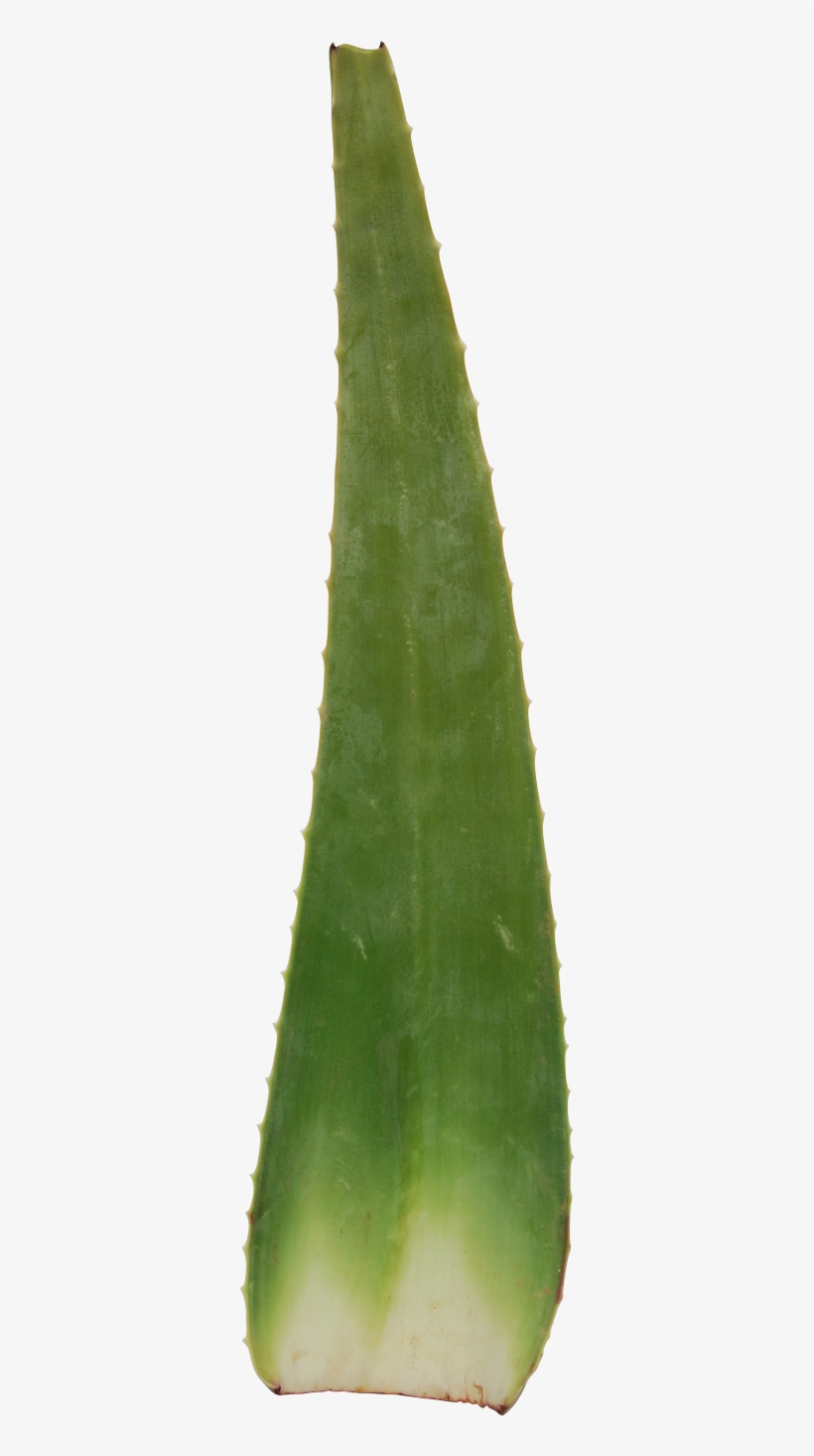 Leaves - Agave, transparent png #1166484