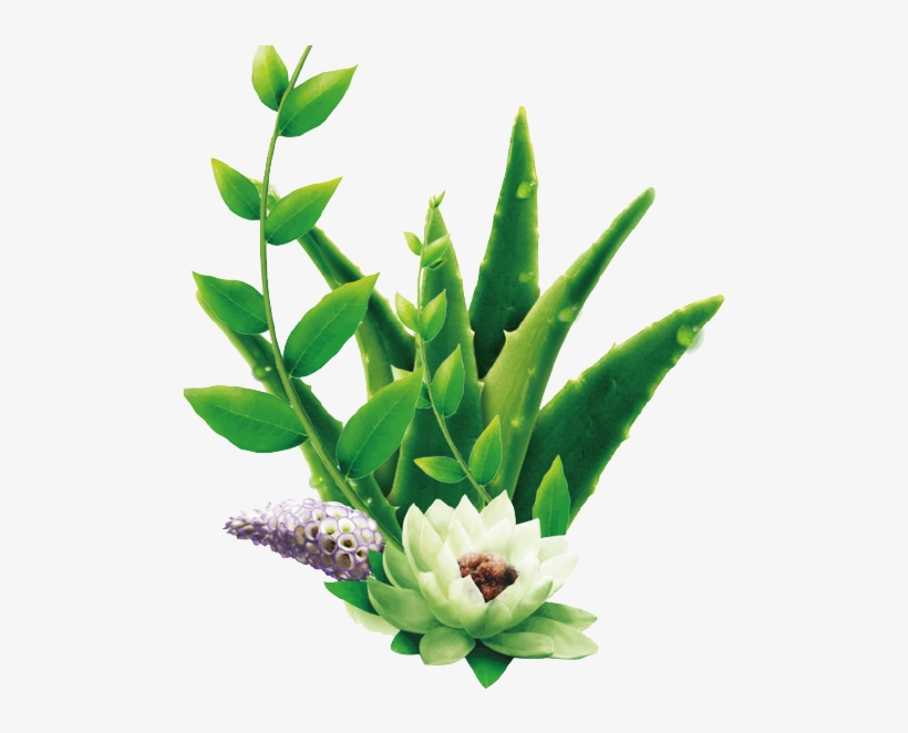 The Original Super Juice - Aloe Vera Png, transparent png #1166737
