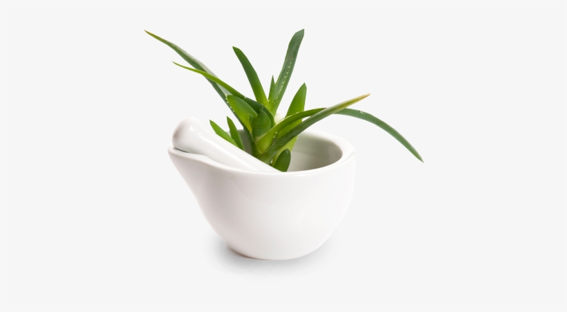 Aloe Vera Is A Plant That Maybe You Even Grow At Home - Aloe Vera, transparent png #1166770