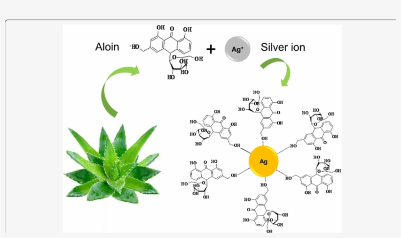 The Chemistry Involved In The Synthesis Of Agnp Using - Aloe Vera Silver Nanoparticles, transparent png #1167233