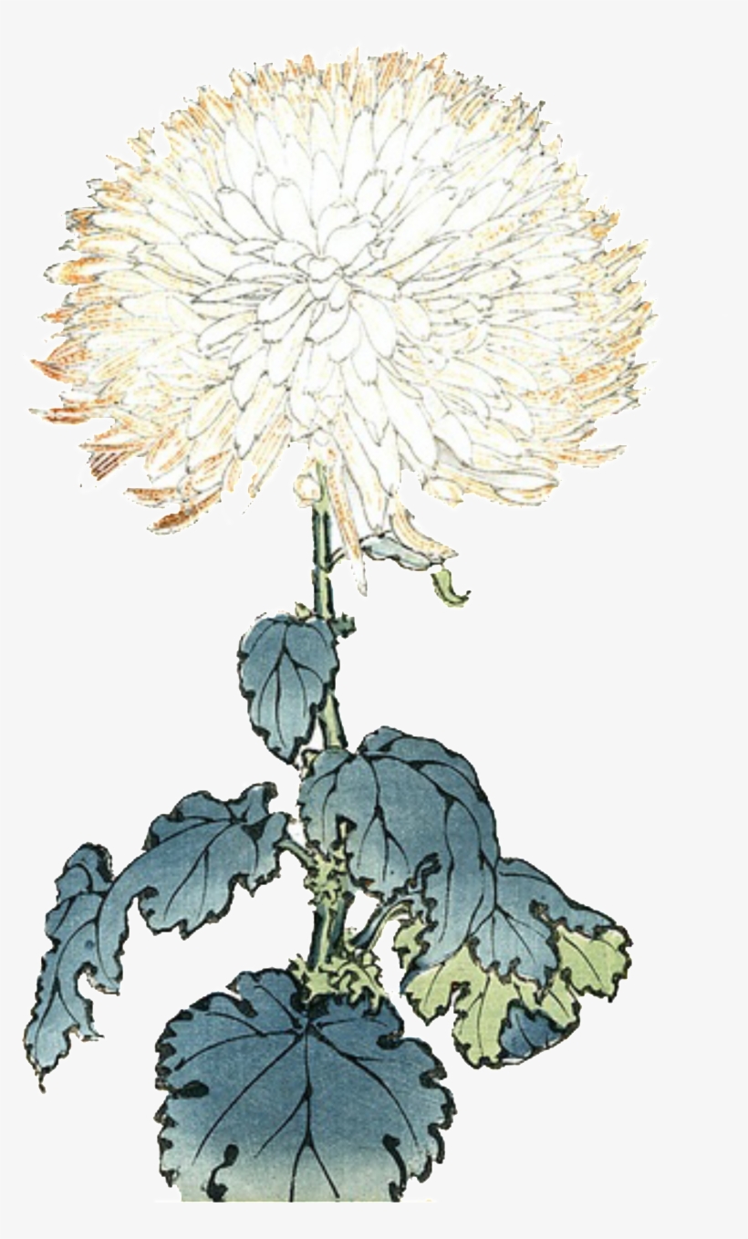 Elegante Y Luz De Color Pintado A Mano Elementos Ornamentales - Flower, transparent png #1168056