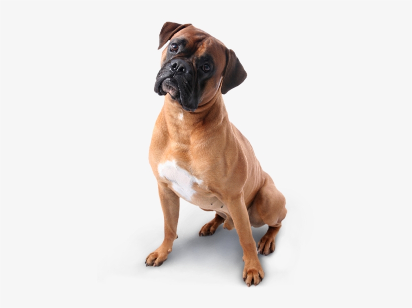 Boxer Dog Transparent Background, transparent png #1169114