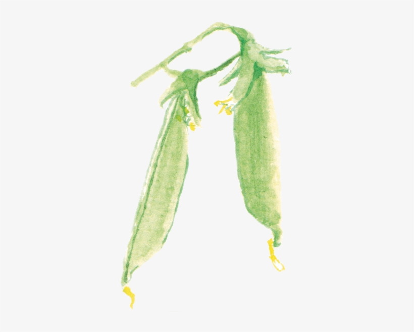 豌豆peas - Yellow Iris, transparent png #1169228