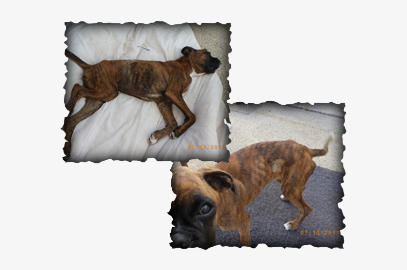 Picture - Boxer Jkd, transparent png #1169650