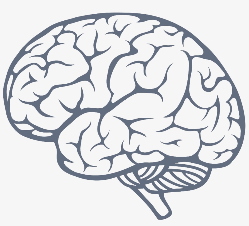 Simple Brain Drawing At Getdrawings - Brain Png, transparent png #1169870