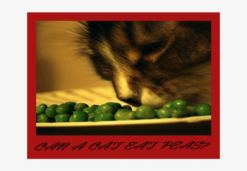 Funny, transparent png #1170185