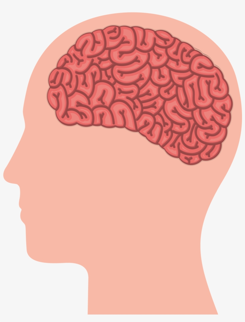 Working Vector Human Brain Svg Transparent - Human Brain, transparent png #1170326