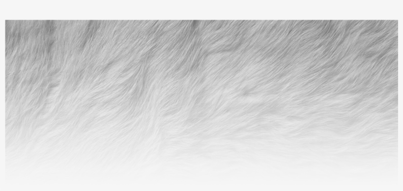 Countryside Animal Hospital - Tales Of Three Hemispheres [book], transparent png #1171898