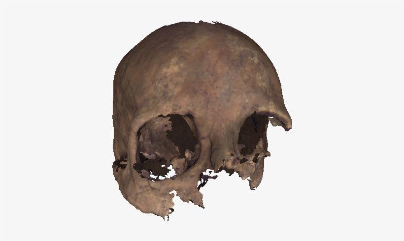 Skull , A Png Image - Transparent Skull Face, transparent png #1172617