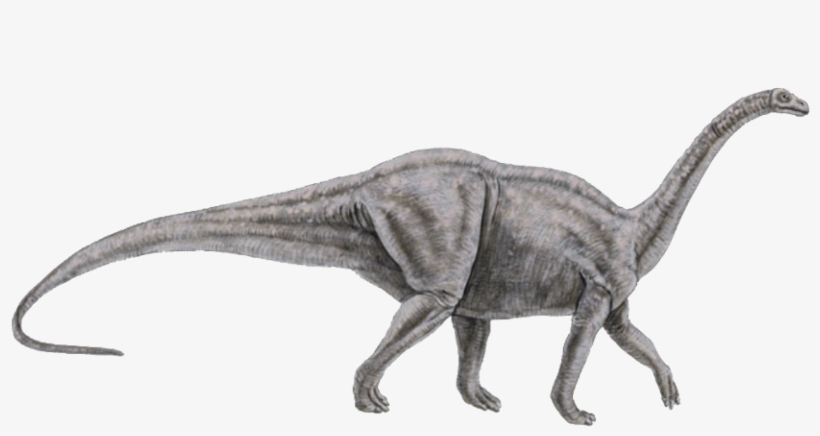 Melanorosaurus, transparent png #1172724