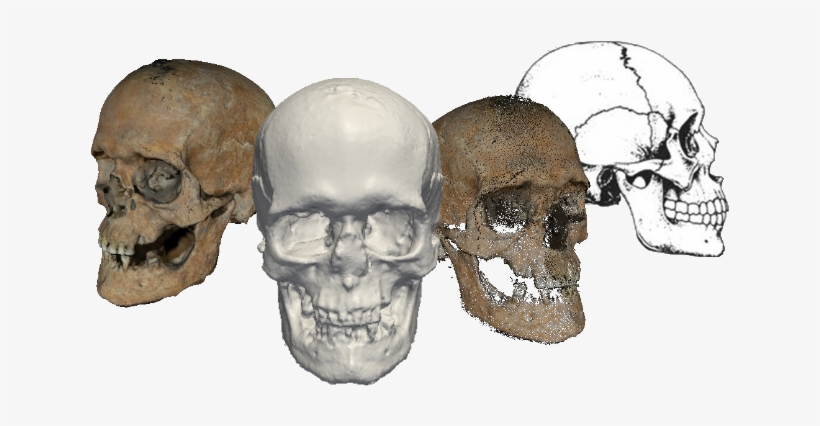 Once Obtained The 3d Model, - Skull, transparent png #1172752