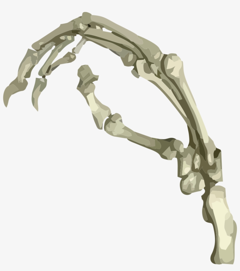 Morphosource - Wood, transparent png #1173016