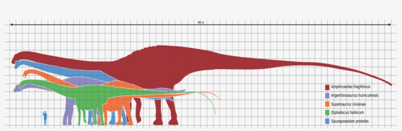 Aquatic Brontosaurus - Diplodocus Vs Brontosaurus Size, transparent png #1173156