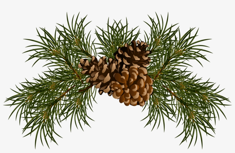 Фото, Автор Хан Надежда На Яндекс - Pine Cones Clip Art, transparent png #1173633