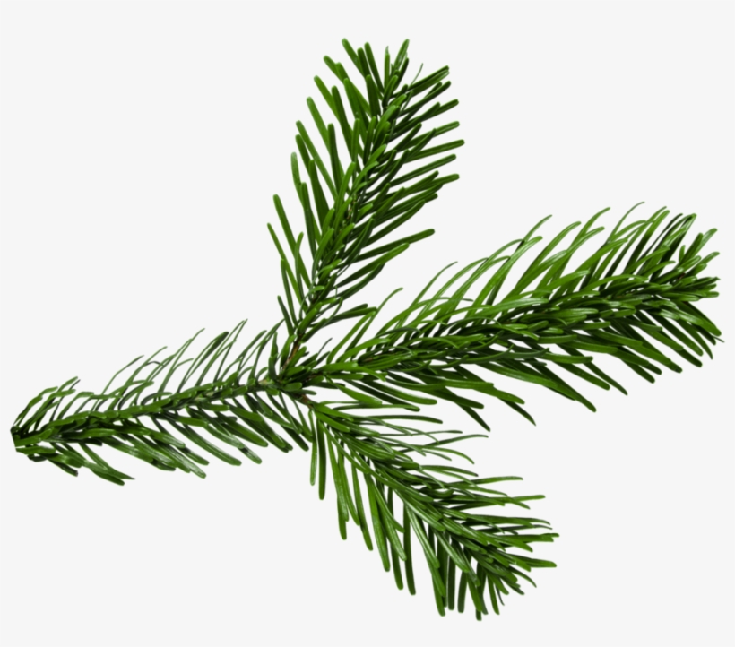 Png Pine Branch - Two Needle Pinyon Pine, transparent png #1173661