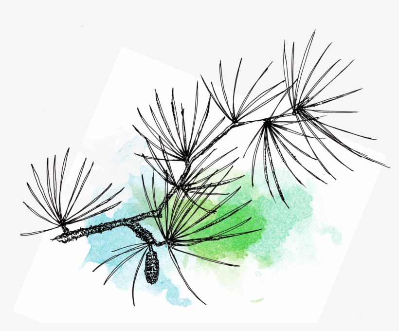 Traditional Art - Pond Pine, transparent png #1173838