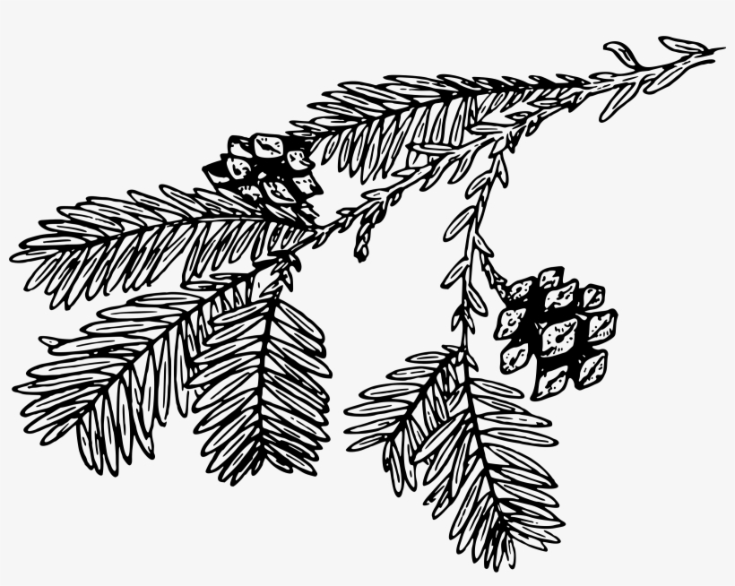 Transparent Download Big Image Png - Pine Branch Black And White Png, transparent png #1173863